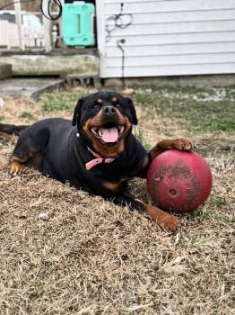 Rottweiler Dogs Available for Adoption in Chapel Hill, North Carolina - STITCH | PetCurious