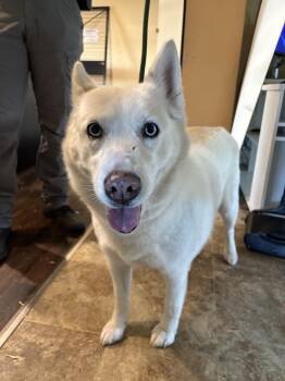 Siberian Husky Dogs Available for Adoption - Londyn | PetCurious