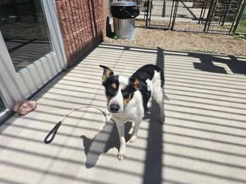 MONA -  Australian Cattle Dog Blue Heeler and Mixed Breed Dog for Adoption in Pueblo, Colorado - MONA | PetCurious