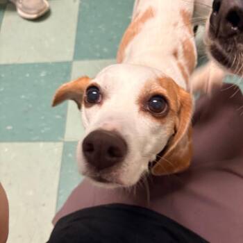 Lucy -  Beagle Dog for Adoption in South Burlington, Vermont - Lucy | PetCurious