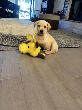 Labrador Retriever and Cattle Dog Dogs Available for Adoption - Eclair | PetCurious