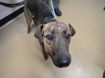 Hound Dogs Available for Adoption in St. Peters, Missouri - ASTRID | PetCurious