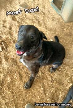 Rescue Australian Cattle Dog Blue Heeler Dogs for Adoption in Plano, Texas - Dax | PetCurious