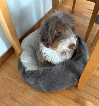 Aussiedoodle Dogs Available for Adoption - Sandy | PetCurious