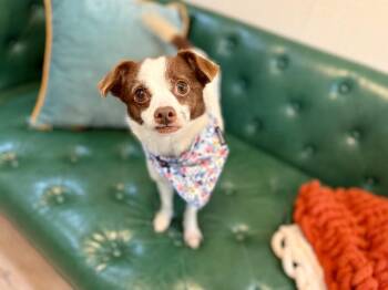Lulu LaRue thats Who -  Chihuahua and Rat Terrier Dog for Adoption in Friendswood, Texas - Lulu LaRue Thats Who | PetCurious