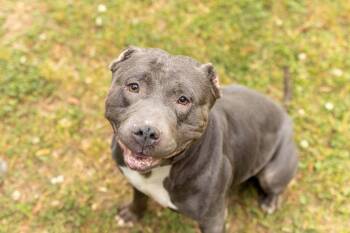 Mixed Breed Dogs Available for Adoption in Durham, North Carolina - Sox | PetCurious