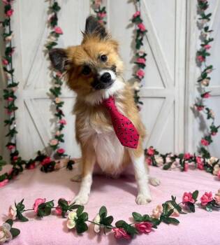Mack -  Pomeranian Dog for Adoption in New Stanton, Pennsylvania - Mack | PetCurious