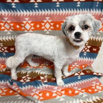 Cora -  Shih Tzu Dog for Adoption in Waterloo, Iowa - Cora | PetCurious