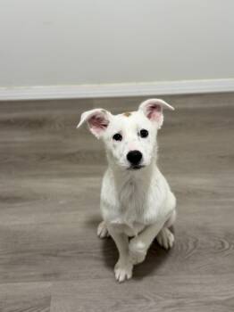 Labrador Retriever and Brittany Spaniel Dogs Available for Adoption in San Diego, California - Eliana | PetCurious