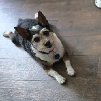 Sheba (bonded pair) -  Chihuahua and Terrier Dog for Adoption in Orange Park, Florida - Sheba (bonded Pair) | PetCurious