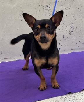 Chihuahua and Mixed Breed Dogs Available for Adoption in Houston, Texas - BEARY | PetCurious