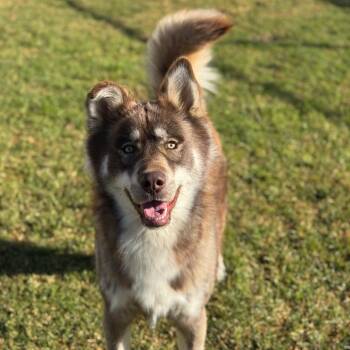 Husky and Labrador Retriever Dogs Available for Adoption - Rafiki | PetCurious