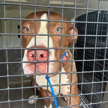 Peter Pawker -  Pit Bull Terrier and Mixed Breed Dog for Adoption in Montgomery, Alabama - Peter Pawker | PetCurious