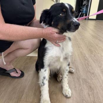 SVAS-Stray-38762 -  Australian Shepherd Dog for Adoption in Lyndhurst, Virginia - SVAS-Stray-38762 | PetCurious