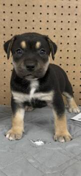 Mixed Breed Dogs Available for Adoption in Wyoming, Michigan - Cher | PetCurious