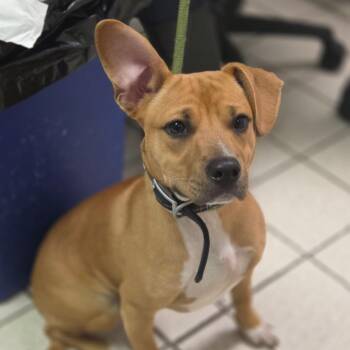 Richard -  Mixed Breed Dog for Adoption in Charleston, West Virginia - Richard | PetCurious
