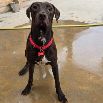 Norma Jean -  Mixed Breed Dog for Adoption in Freeport, Florida - Norma Jean | PetCurious