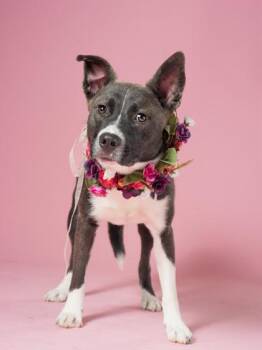 Thumper -  Siberian Husky and Pit Bull Terrier Dog for Adoption in Atlanta, Georgia - Thumper | PetCurious