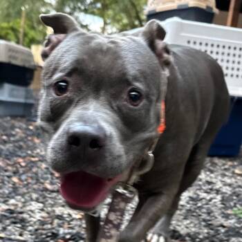 Mistletoe -  Mixed Breed Dog for Adoption in Decatur, Georgia - Mistletoe | PetCurious