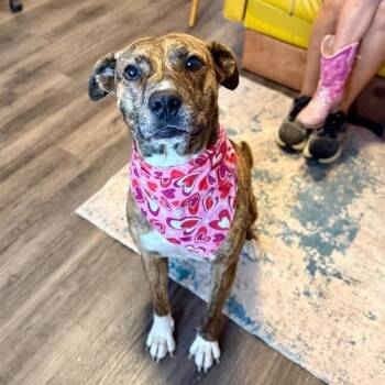 Marley Mae the Brindle Belle Beauty -  Pit Bull Terrier and Labrador Retriever Dog for Adoption in Friendswood, Texas - Marley Mae The Brindle Belle Beauty | PetCurious