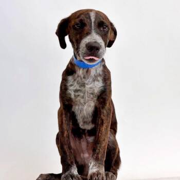 Lost -  Mixed Breed Dog for Adoption in Brentwood, Missouri - Lost | PetCurious