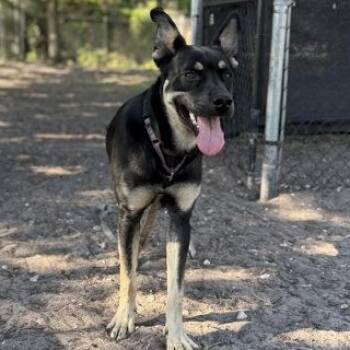 Mixed Breed Dogs Available for Adoption in Fernandina Beach, Florida - LOUIE | PetCurious