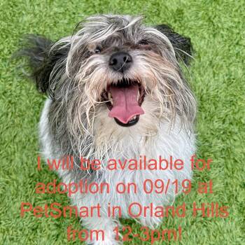 Bailey -  Shih Tzu and Mixed Breed Dog for Adoption in Matteson, Illinois - Bailey | PetCurious