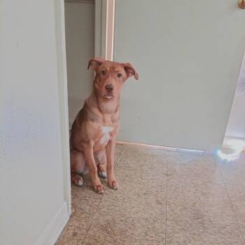 Milo -  Pit Bull Terrier and Husky Dog for Adoption in Lynchburg, Virginia - Milo | PetCurious