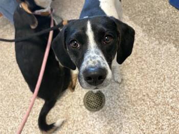 Beagle Dogs Available for Adoption in Pueblo, Colorado - SMORES | PetCurious
