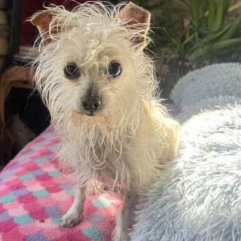 CHRISTMAS JOY -  Terrier Dog for Adoption in Graham, Washington - CHRISTMAS JOY | PetCurious