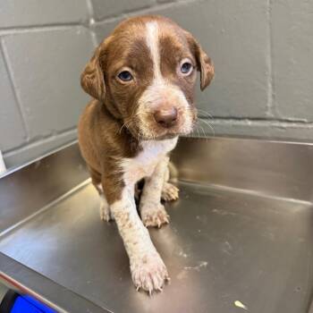 Baldwin -  Pit Bull Terrier and Mixed Breed Dog for Adoption in Tuscaloosa, Alabama - Baldwin | PetCurious