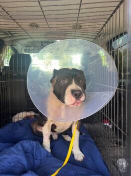 Rescue Pit Bull Terrier Dogs for Adoption in Tehachapi, California - Titan | PetCurious