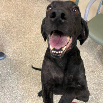 Rescue Plott Hound Dogs for Adoption in Waynesville, North Carolina - Ginny | PetCurious