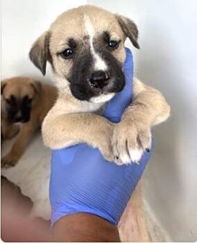 A659222 -  Black Mouth Cur Dog for Adoption in Houston, Texas - A659222 | PetCurious