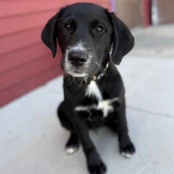 Black Labrador Retriever and Great Pyrenees Dogs Available for Adoption in Monticello, Iowa - Clem | PetCurious