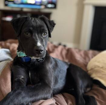 Labrador Retriever and Border Collie Dogs Available for Adoption - Louie | PetCurious