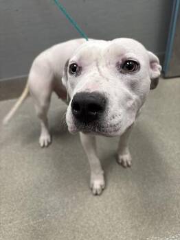 PINK LADY -  Pit Bull Terrier Dog for Adoption in Las Vegas, Nevada - PINK LADY | PetCurious