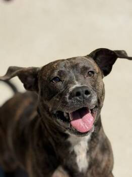 Willow -  Pit Bull Terrier and Mixed Breed Dog for Adoption in King William, Virginia - Willow | PetCurious