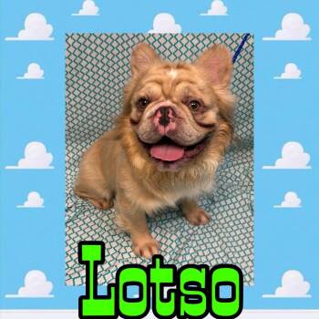 Lotso -  French Bulldog Dog for Adoption in Royse City, Texas - Lotso | PetCurious