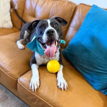 UziBoo Berry Bounce House -  Pit Bull Terrier and Staffordshire Bull Terrier Dog for Adoption in Friendswood, Texas - UziBoo Berry Bounce House | PetCurious