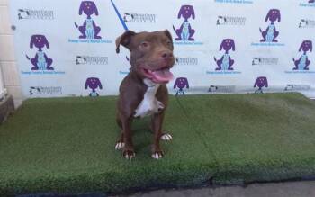 MONICA -  Pit Bull Terrier and Mixed Breed Dog for Adoption in Orlando, Florida - MONICA | PetCurious