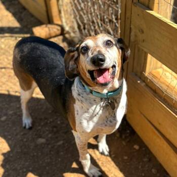 Hound and Mixed Breed Dogs Available for Adoption in Fredericksburg, Virginia - Mortimer | PetCurious