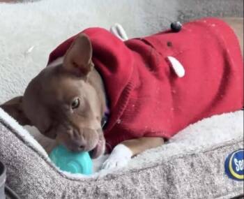 American Staffordshire Terrier and Mixed Breed Dogs Available for Adoption in New York, New York - Pebbles | PetCurious