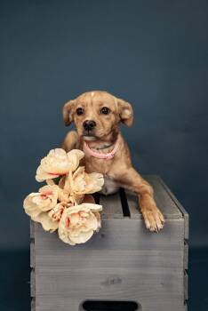 Chihuahua Dogs Available for Adoption - 195-26 | PetCurious