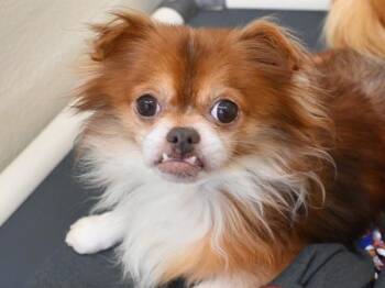Pomeranian and Chihuahua Dogs Available for Adoption - Dino | PetCurious