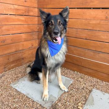 Bear -  German Shepherd Dog Dog for Adoption in San Antonio, Texas - Bear | PetCurious