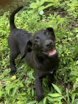 Labrador Retriever Dogs Available for Adoption in Watertown, Connecticut - Rosalie | PetCurious