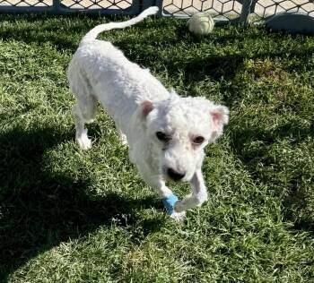 Poodle Dogs Available for Adoption in Shawnee, Oklahoma - Birch | PetCurious