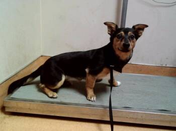 Terrier and Mixed Breed Dogs Available for Adoption in Martinez, California - SCAMPI | PetCurious