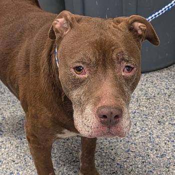 Matilda/Fat Mama -  Mixed Breed Dog for Adoption in Greenville, South Carolina - Matilda/Fat Mama | PetCurious